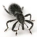 Myrmex scrobicollis - photo 4