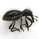 Myrmex scrobicollis - photo 5