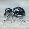 Myrmex subglaber - Myrmex subglaber