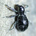 Myrmex subglaber - photo 2