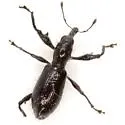 Myrmex texanus - photo 2