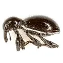 Myrmex texanus - photo 3