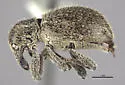 Myrmex ulkei - Myrmex ulkei