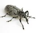 Myrmex undescribed-one - photo 2