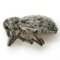 Myrmex undescribed-one - photo 3