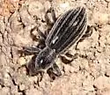 Myrmex vandykei - photo 2