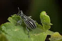 Myrmex vandykei - photo 3