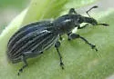 Myrmex vandykei - photo 4