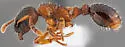 Myrmica alaskensis