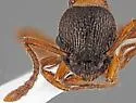 Myrmica alaskensis - photo 2