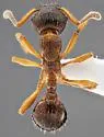 Myrmica alaskensis - photo 4