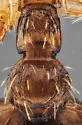 Myrmica alaskensis - photo 5