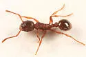 Myrmica americana