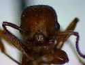 Myrmica brevispinosa
