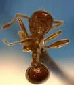 Myrmica brevispinosa - photo 2