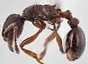 Myrmica brevispinosa - photo 3