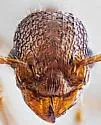 Myrmica brevispinosa - photo 4