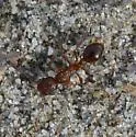 Myrmica brevispinosa - photo 5