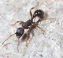 Myrmica detritinodis