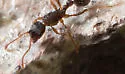 Myrmica detritinodis - photo 2