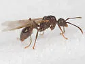 Myrmica detritinodis - photo 3