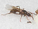 Myrmica detritinodis - photo 4