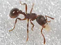 Myrmica detritinodis - photo 5