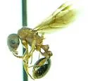 Myrmica fracticornis