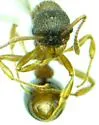 Myrmica fracticornis - photo 2