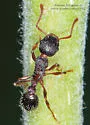 Myrmica fracticornis - photo 3