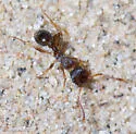 Myrmica fracticornis - photo 4
