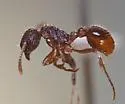 Myrmica fracticornis - photo 5