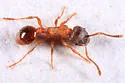 Myrmica incompleta