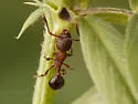 Myrmica incompleta - photo 2