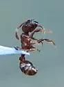Myrmica incompleta - photo 3