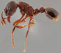 Myrmica incompleta - photo 4