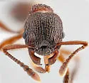 Myrmica incompleta - photo 5