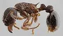 Myrmica latifrons