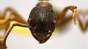 Myrmica latifrons - photo 2