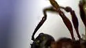 Myrmica latifrons - photo 3