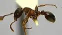 Myrmica latifrons - photo 4