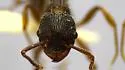 Myrmica latifrons - photo 5