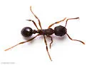 Myrmica lobifrons - photo 2
