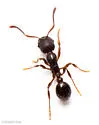 Myrmica lobifrons - photo 3
