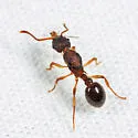Myrmica pinetorum