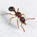 Myrmica pinetorum - photo 2