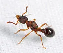 Myrmica pinetorum - photo 3