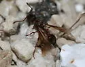 Myrmica punctiventris