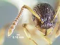 Myrmica punctiventris - photo 2