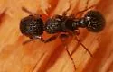 Myrmica punctiventris - photo 3